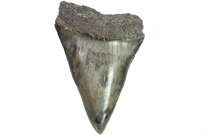 Fossil Mako Shark Tooth - Georgia #75175